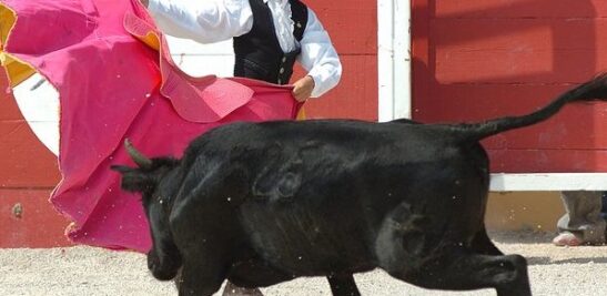 5edf8ad1bf03e_eleve_ecole_taurine_arles_passe-4523565